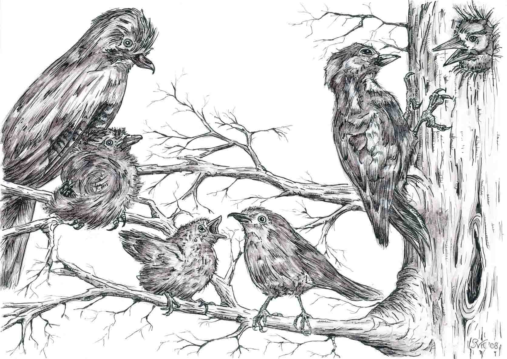 Vogels illustratie